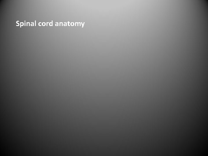 Spinal cord anatomy 