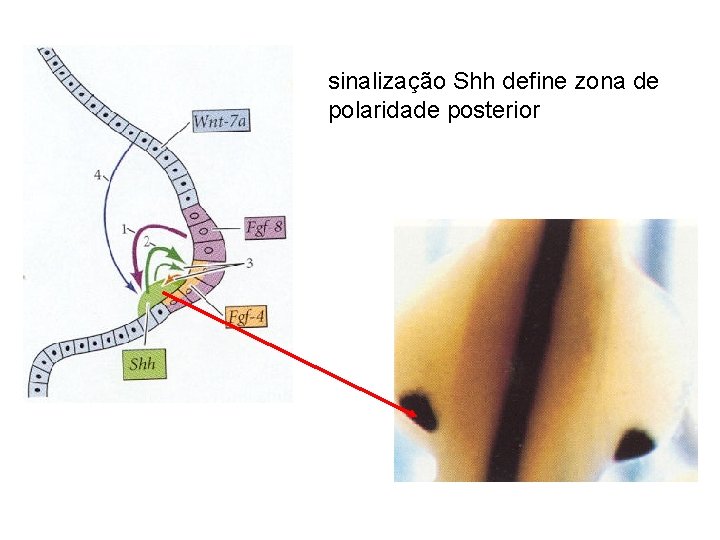 sinalização Shh define zona de polaridade posterior 