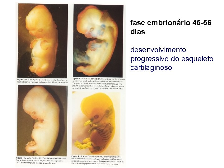 fase embrionário 45 -56 dias desenvolvimento progressivo do esqueleto cartilaginoso 