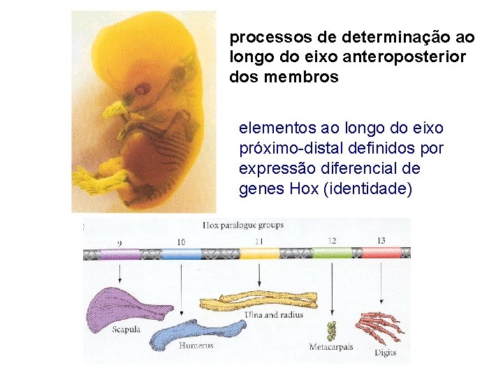 processos de determinação ao longo do eixo anteroposterior dos membros elementos ao longo do