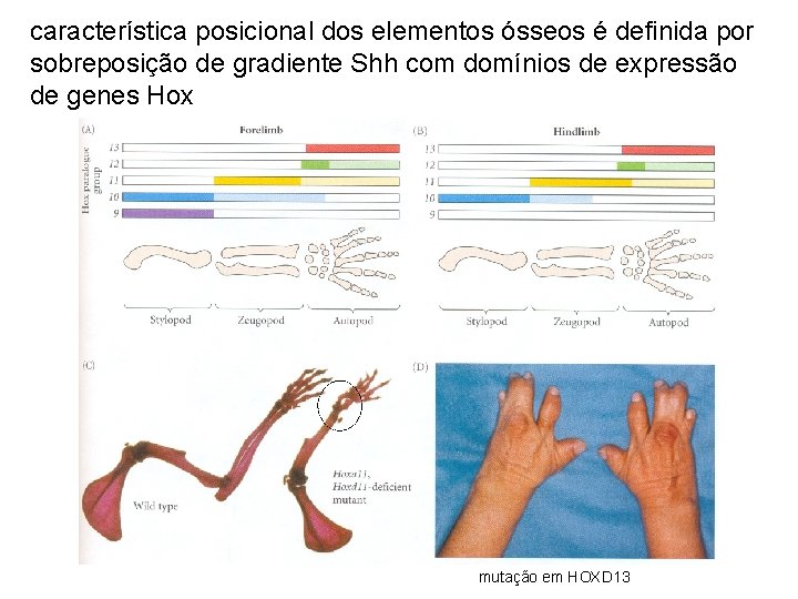 característica posicional dos elementos ósseos é definida por sobreposição de gradiente Shh com domínios
