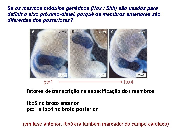 Se os mesmos módulos genéticos (Hox / Shh) são usados para definir o eixo