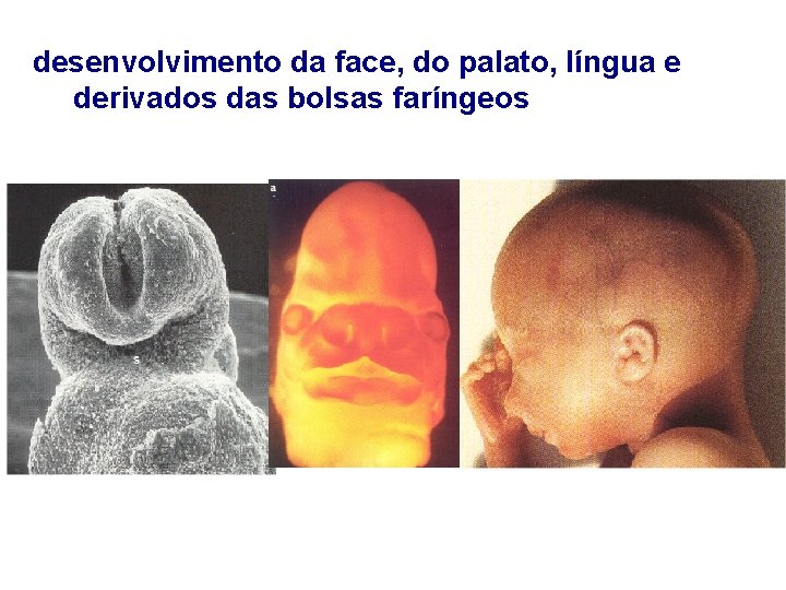 desenvolvimento da face, do palato, língua e derivados das bolsas faríngeos 