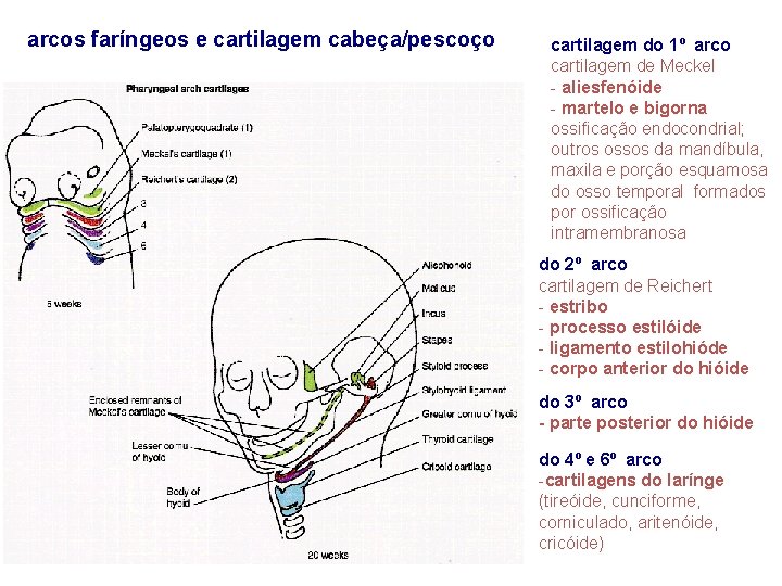 arcos faríngeos e cartilagem cabeça/pescoço cartilagem do 1º arco cartilagem de Meckel - aliesfenóide