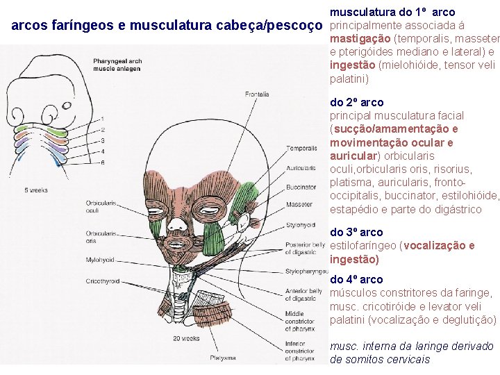 arcos faríngeos e musculatura cabeça/pescoço musculatura do 1º arco principalmente associada á mastigação (temporalis,