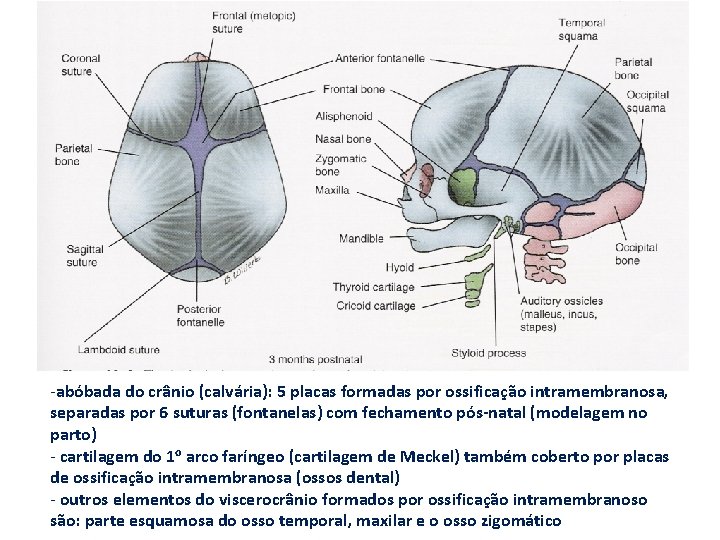 -abóbada do crânio (calvária): 5 placas formadas por ossificação intramembranosa, separadas por 6 suturas