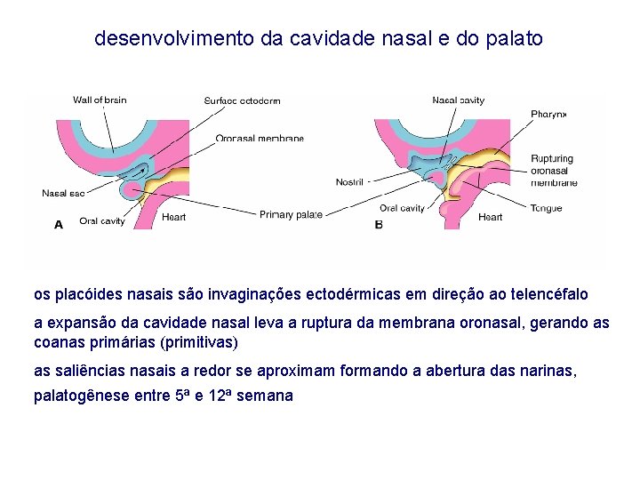 desenvolvimento da cavidade nasal e do palato os placóides nasais são invaginações ectodérmicas em