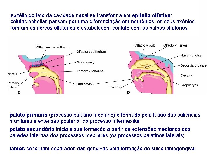 epitélio do teto da cavidade nasal se transforma em epitélio olfativo: células epitelias passam