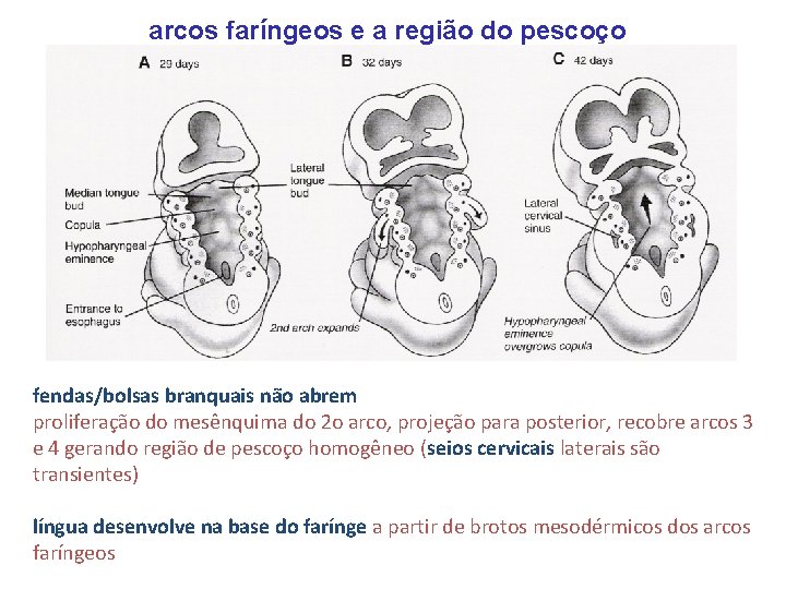 arcos faríngeos e a região do pescoço fendas/bolsas branquais não abrem proliferação do mesênquima
