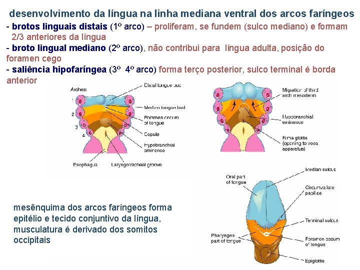 desenvolvimento da língua na linha mediana ventral dos arcos faríngeos - brotos linguais distais