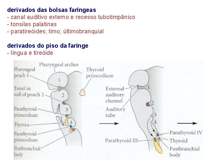 derivados das bolsas faríngeas - canal auditivo externo e recesso tubotimpânico - tonsilas palatinas