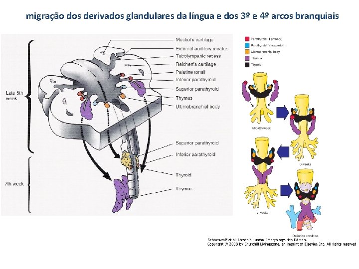 migração dos derivados glandulares da língua e dos 3º e 4º arcos branquiais 