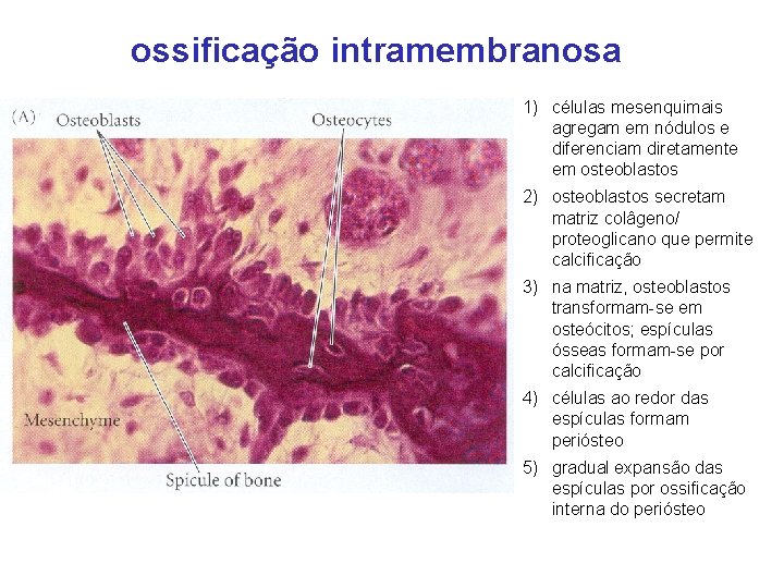 ossificação intramembranosa 1) células mesenquimais agregam em nódulos e diferenciam diretamente em osteoblastos 2)