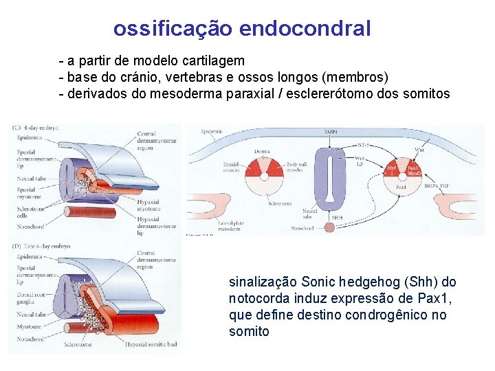 ossificação endocondral - a partir de modelo cartilagem - base do cránio, vertebras e