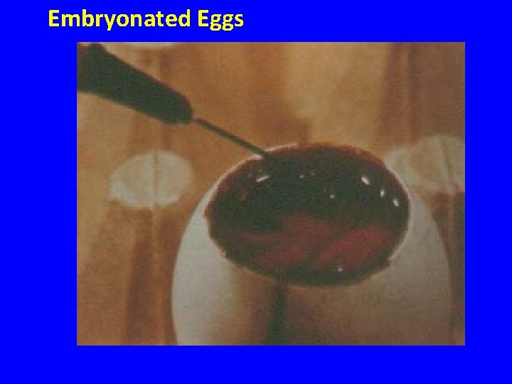 Embryonated Eggs 