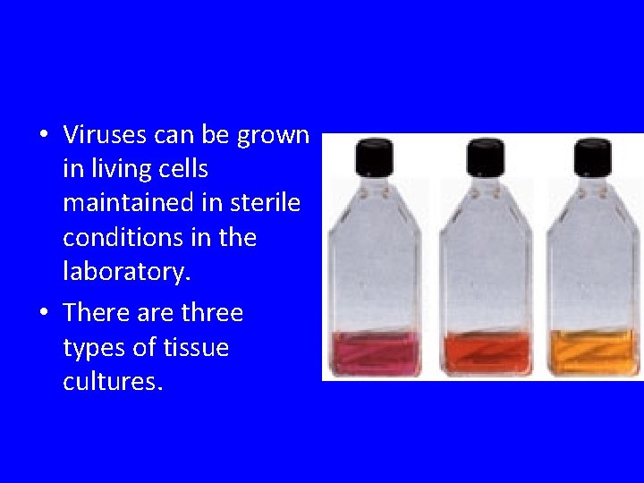  • Viruses can be grown in living cells maintained in sterile conditions in
