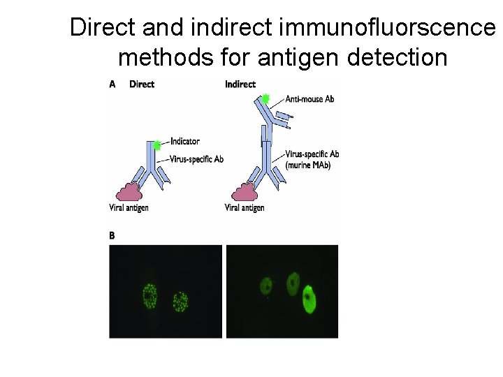 Direct and indirect immunofluorscence methods for antigen detection 
