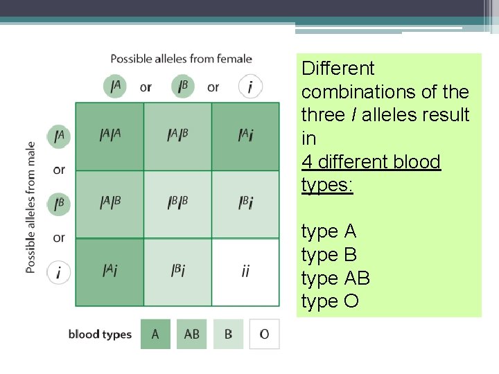 Different combinations of the three I alleles result in 4 different blood types: type