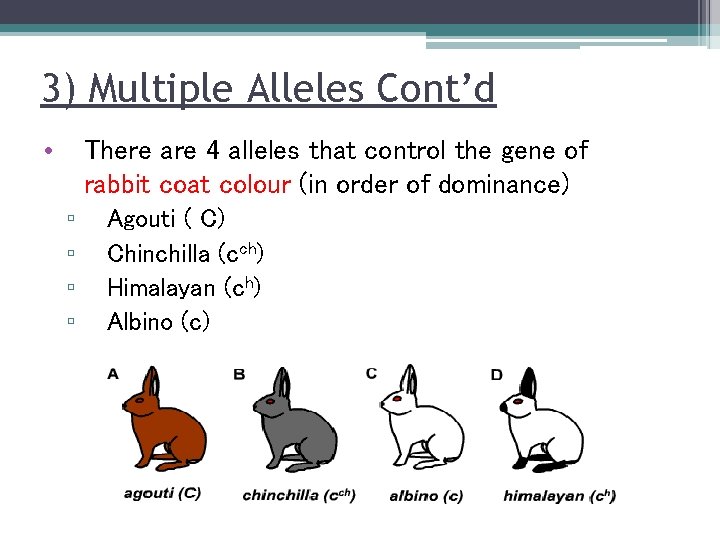 3) Multiple Alleles Cont’d • There are 4 alleles that control the gene of