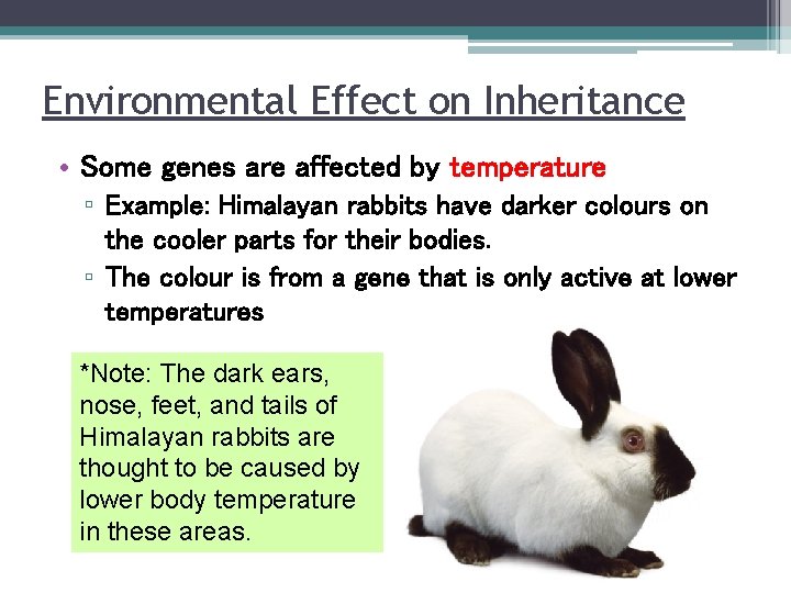 Environmental Effect on Inheritance • Some genes are affected by temperature ▫ Example: Himalayan
