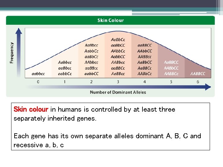 AABBCC – person is very dark aabbcc – person is very fair Aa. Bb.