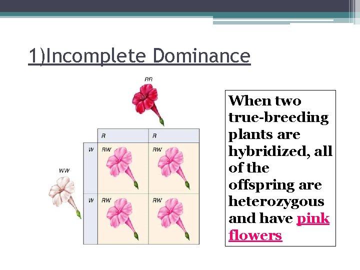 1)Incomplete Dominance When two true-breeding plants are hybridized, all of the offspring are heterozygous