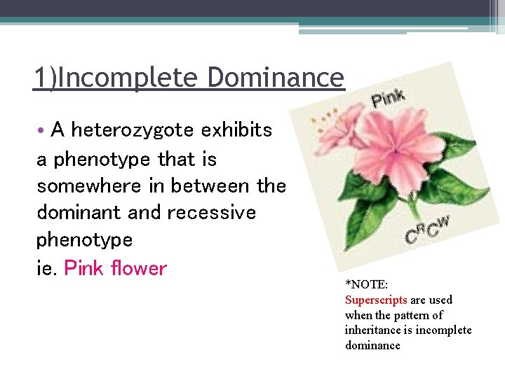 1)Incomplete Dominance • A heterozygote exhibits a phenotype that is somewhere in between the