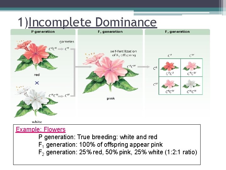 1)Incomplete Dominance Example: Flowers P generation: True breeding: white and red F 1 generation: