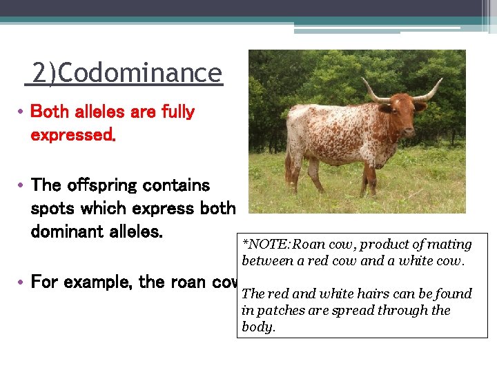 2)Codominance • Both alleles are fully expressed. • The offspring contains spots which express