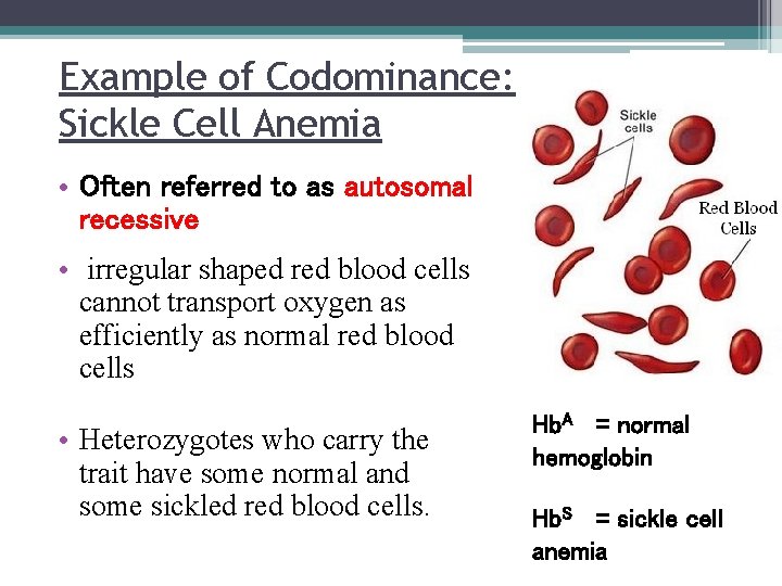 Example of Codominance: Sickle Cell Anemia • Often referred to as autosomal recessive •
