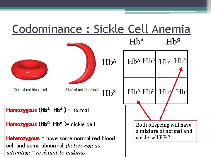 Codominance : Sickle Cell Anemia Hb. A Hb. S Hb. S Homozygous (Hb. A