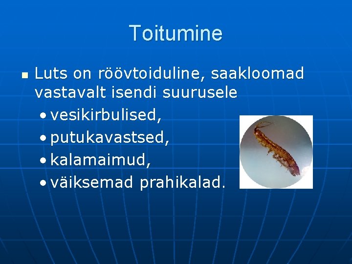 Toitumine n Luts on röövtoiduline, saakloomad vastavalt isendi suurusele • vesikirbulised, • putukavastsed, •