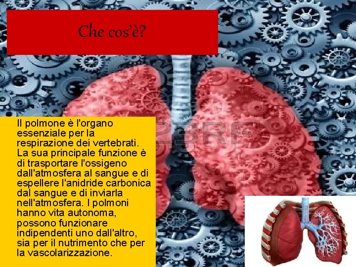Che cos’è? Il polmone è l'organo essenziale per la respirazione dei vertebrati. La sua