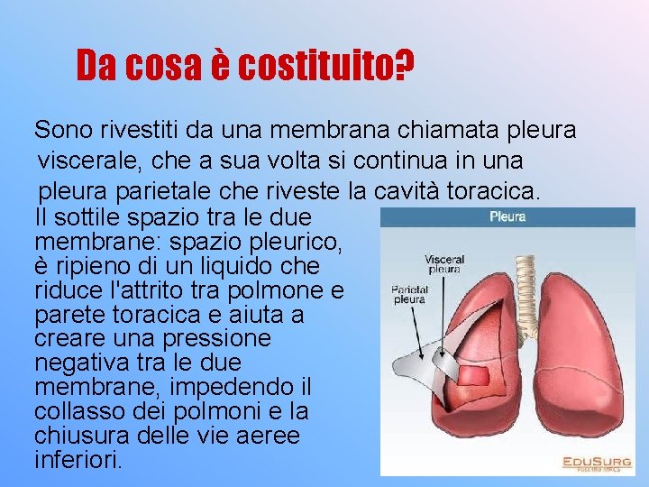 Da cosa è costituito? Sono rivestiti da una membrana chiamata pleura viscerale, che a