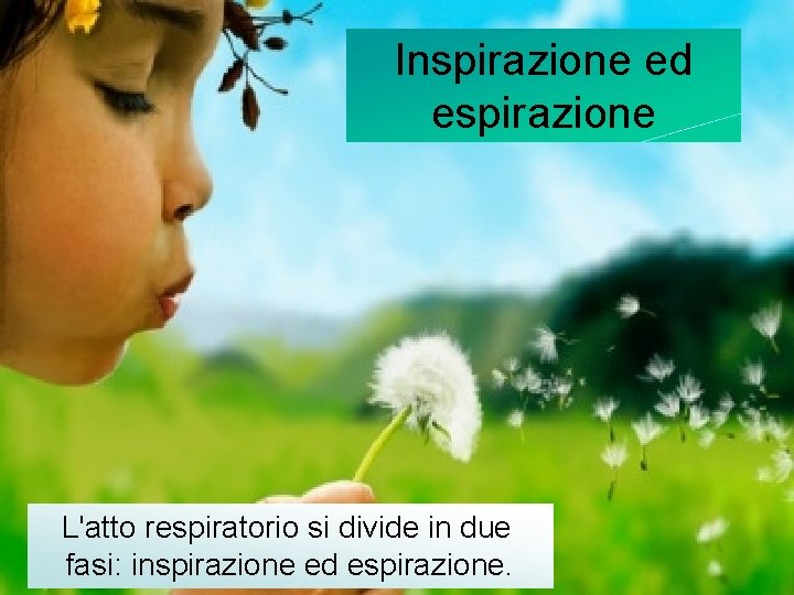 Inspirazione ed espirazione L'atto respiratorio si divide in due fasi: inspirazione ed espirazione. 