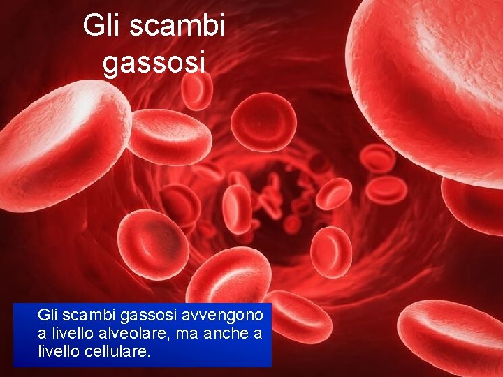 Gli scambi gassosi avvengono a livello alveolare, ma anche a livello cellulare. 