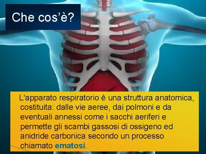 Che cos’è? L'apparato respiratorio è una struttura anatomica, costituita: dalle vie aeree, dai polmoni