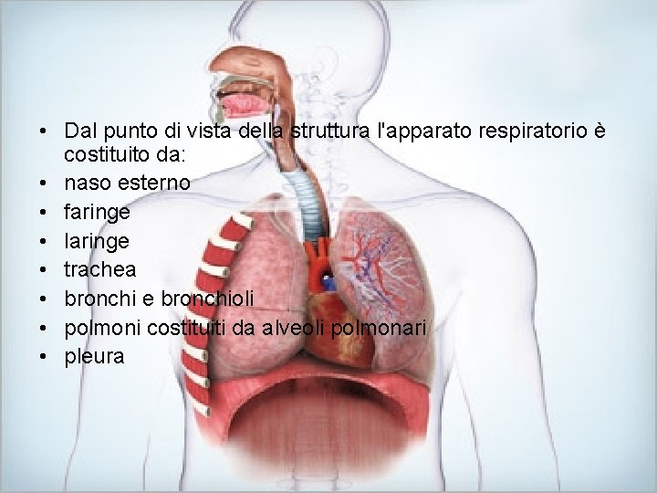  • Dal punto di vista della struttura l'apparato respiratorio è costituito da: •