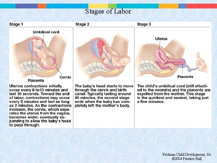 Stages of Labor Feldman Child Development, 3/e © 2004 Prentice Hall 