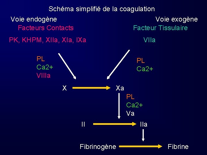 Schéma simplifié de la coagulation Voie endogène Voie exogène Facteurs Contacts Facteur Tissulaire PK,