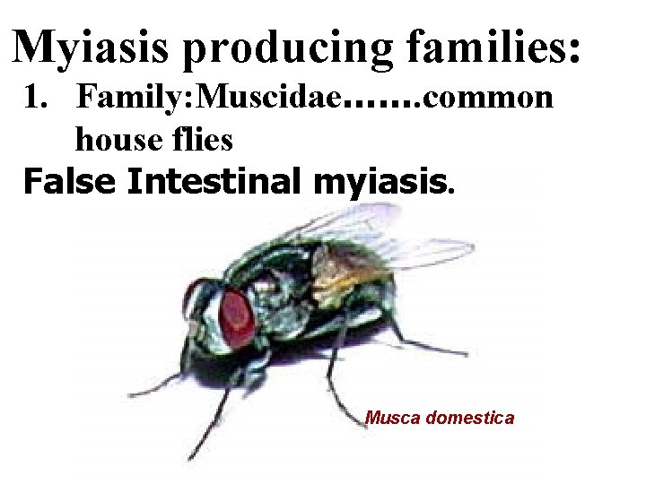 Myiasis producing families: 1. Family: Muscidae……. common house flies False Intestinal myiasis. Musca domestica
