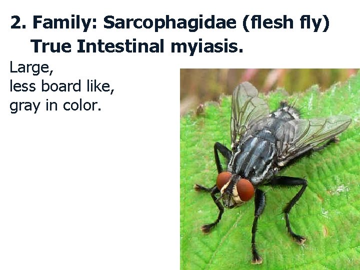 2. Family: Sarcophagidae (flesh fly) True Intestinal myiasis. Large, less board like, gray in