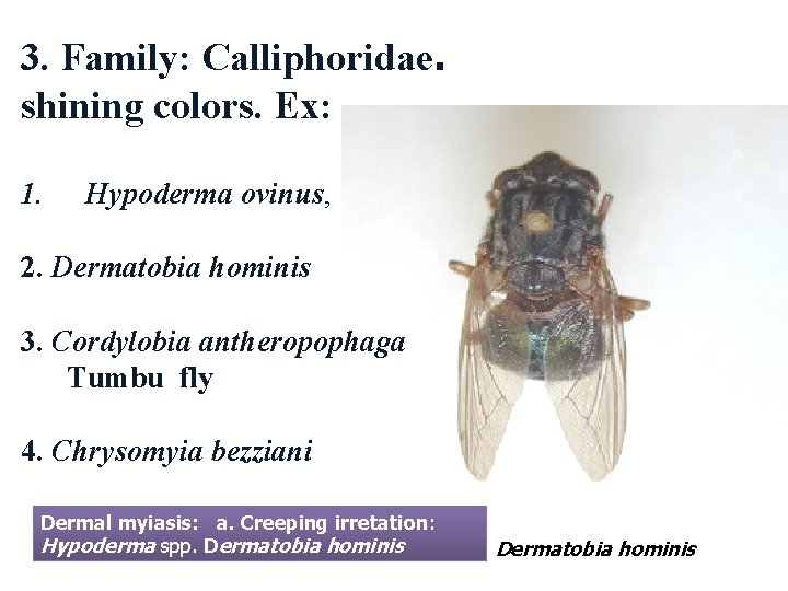 3. Family: Calliphoridae. shining colors. Ex: 1. Hypoderma ovinus, 2. Dermatobia hominis 3. Cordylobia