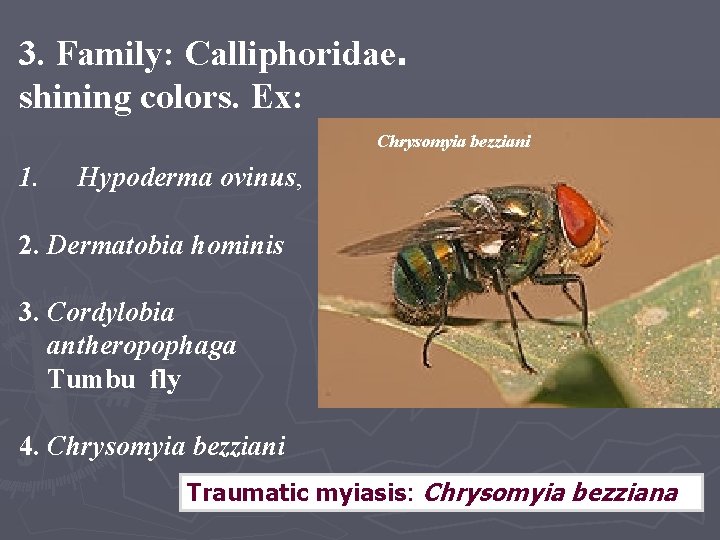 3. Family: Calliphoridae. shining colors. Ex: Chrysomyia bezziani 1. Hypoderma ovinus, 2. Dermatobia hominis