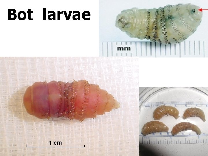 Bot larvae 
