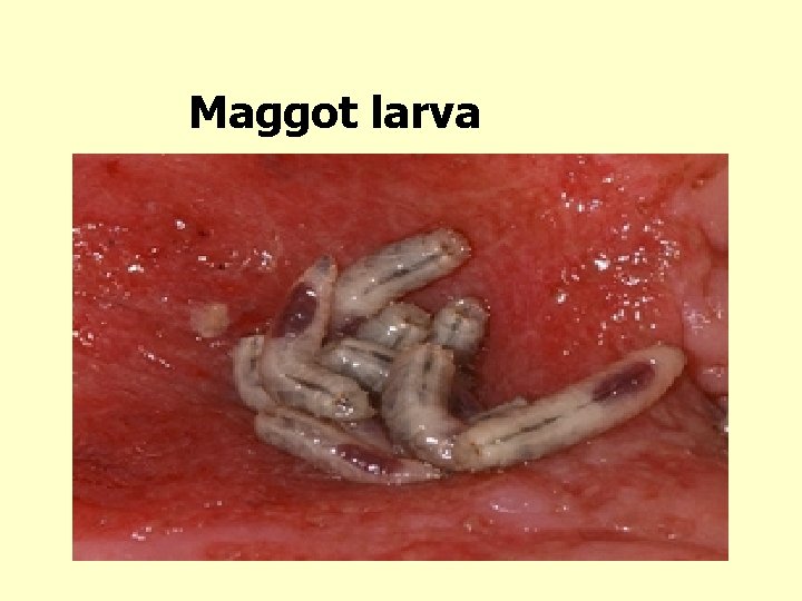 Maggot larva 