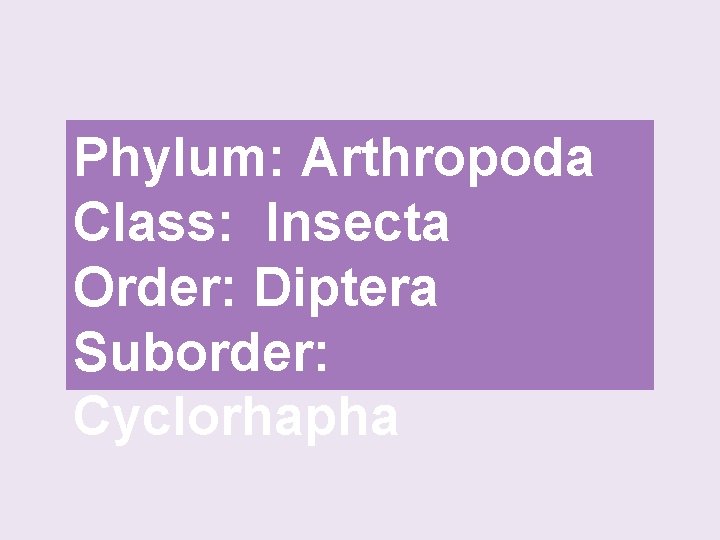 Phylum: Arthropoda Class: Insecta Order: Diptera Suborder: Cyclorhapha 