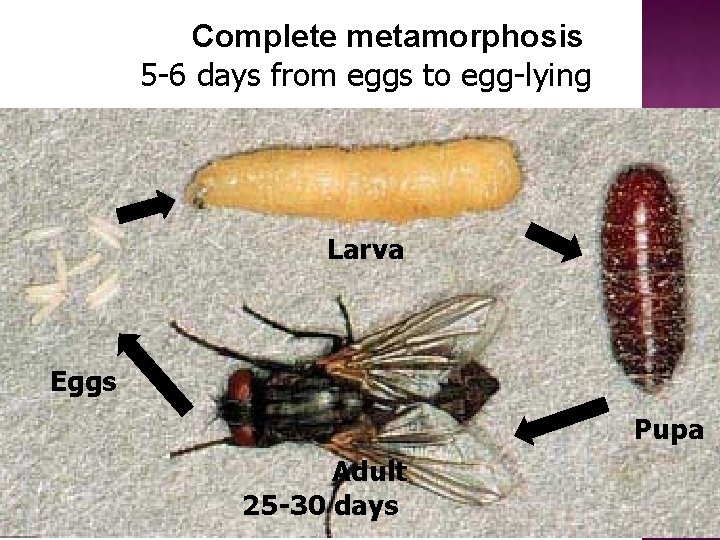 Complete metamorphosis 5 -6 days from eggs to egg-lying Larva Eggs Pupa Adult 25