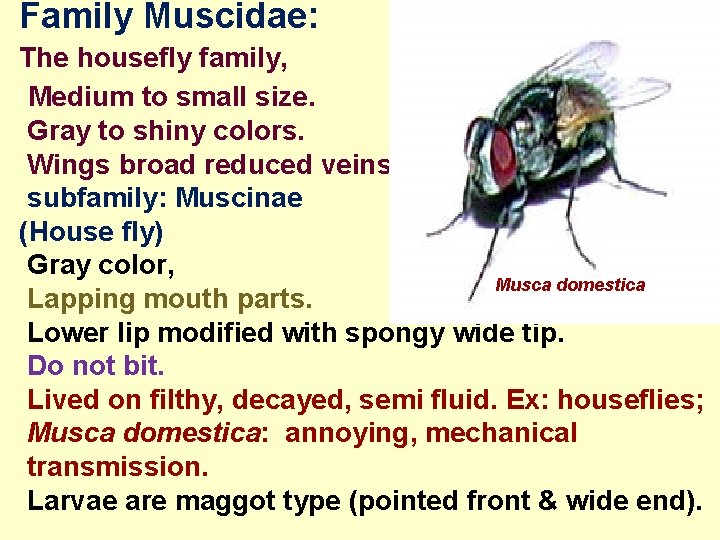 Family Muscidae: The housefly family, Medium to small size. Gray to shiny colors. Wings