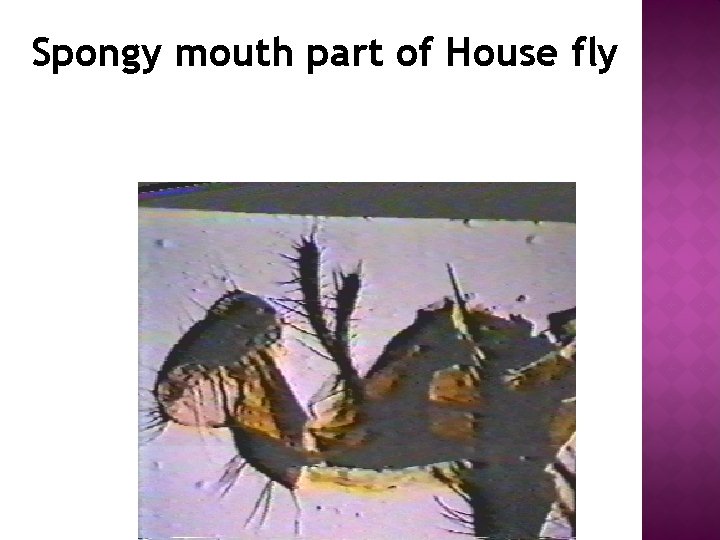 Spongy mouth part of House fly 